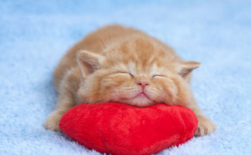 L’arrivo di un nuovo gattino 711 0 037 Arrivo di un nuovo gattino